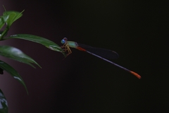 Ceriagrion cerinorubellum