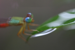 Ceriagrion cerinorubellum