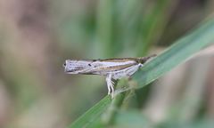 Fissicrambus quadrinotellus