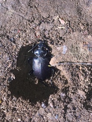 Calosoma vagans
