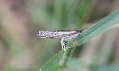 Fissicrambus quadrinotellus
