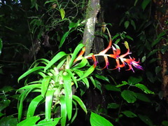 Tillandsia leiboldiana