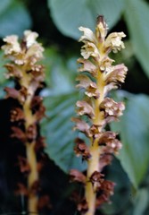 Orobanche reticulata