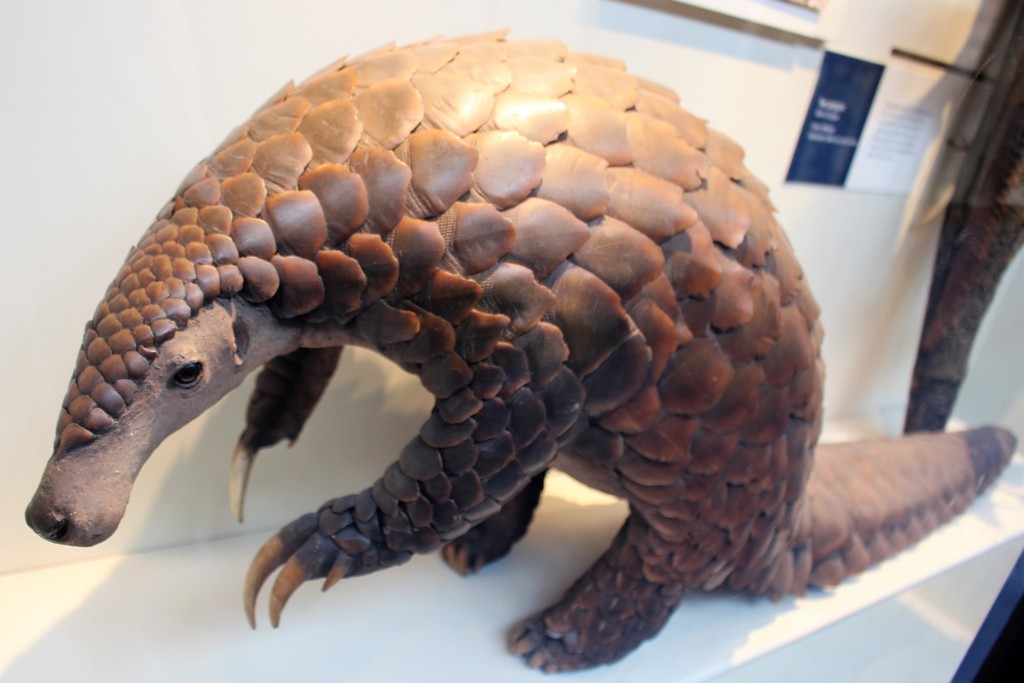 Santuário na Libéria resgata pangolins, mamíferos mais traficados do mundo