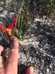 Babiana ringens australis