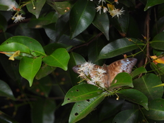 Euthalia monina monina