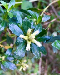 Baccharis heterophylla