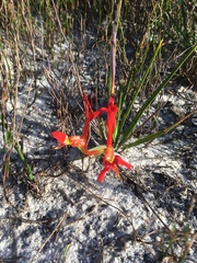Babiana ringens australis