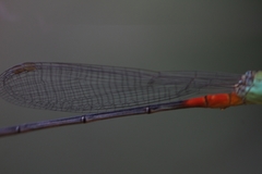 Ceriagrion cerinorubellum