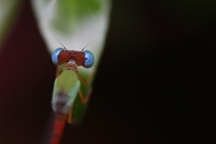 Ceriagrion cerinorubellum