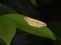 Tridrepana argentistriga