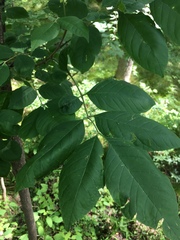 Prociphilus fraxinifolii