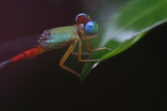 Ceriagrion cerinorubellum