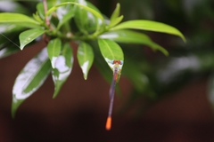 Ceriagrion cerinorubellum