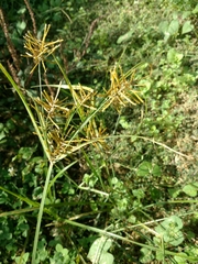 Cyperus esculentus leptostachyus