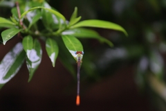 Ceriagrion cerinorubellum