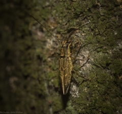 Temnosternus planiusculus