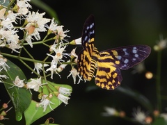 Dysphania subrepleta