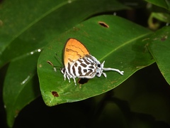 Drupadia rufotaenia