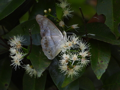 Eulaceura osteria