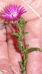 Delosperma neethlingiae