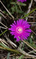 Delosperma neethlingiae
