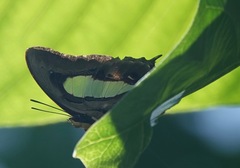 Polyura hebe plautus