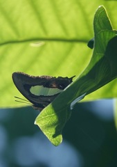 Polyura hebe plautus