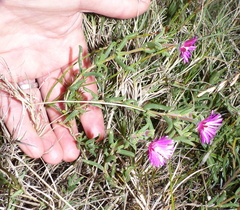 Delosperma neethlingiae