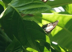 Polyura hebe plautus