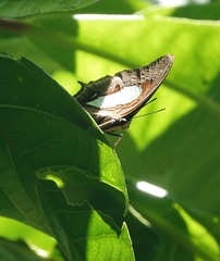 Polyura hebe plautus