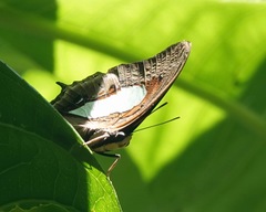 Polyura hebe plautus