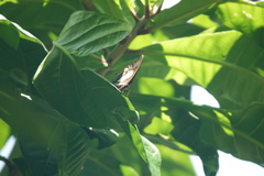 Polyura hebe plautus