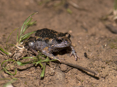 Uperoleia laevigata