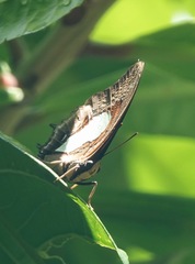 Polyura hebe plautus