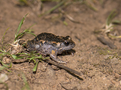 Uperoleia laevigata