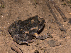 Uperoleia laevigata