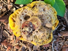 Pulchroboletus rubricitrinus image