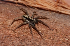 Venatrix pseudospeciosa