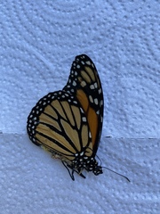 Danaus plexippus