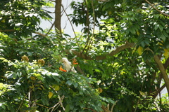 Cacatua goffiniana
