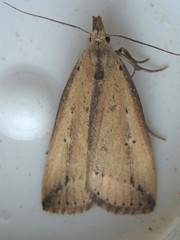 Macrochilo orciferalis