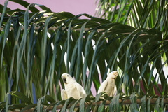Cacatua goffiniana
