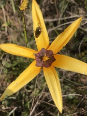 Pauridia canaliculata