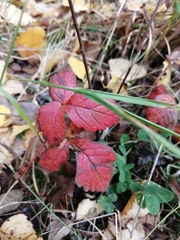 Rubus arcticus