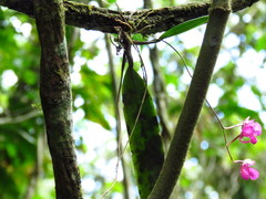 Comparettia falcata