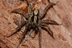 Venatrix pseudospeciosa