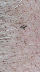 Rhipicephalus microplus