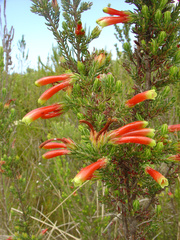 Erica densifolia