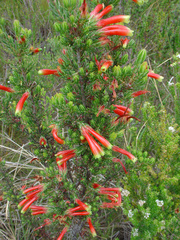 Erica densifolia